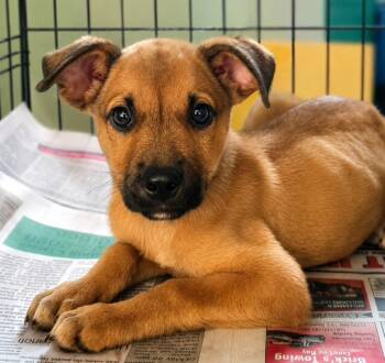 River Thurmon -  Black Mouth Cur and Labrador Retriever Dog for Adoption in El Dorado, Arkansas - River Thurmon | PetCurious