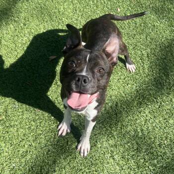 Boston Terrier and Mixed Breed Dogs Available for Adoption in Hampton Bays, New York - Bugsy | PetCurious