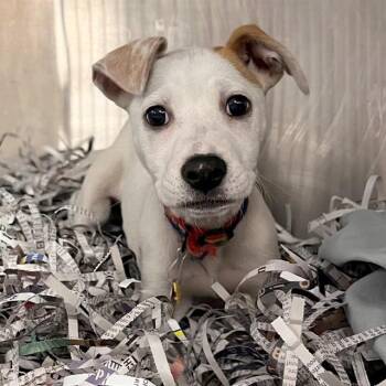 JAZZY -  Labrador Retriever and Mixed Breed Dog for Adoption in St. Louis, Missouri - JAZZY | PetCurious