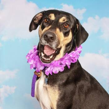 Lillie -  Black And Tan Coonhound and Mixed Breed Dog for Adoption in Chicago, Illinois - Lillie | PetCurious