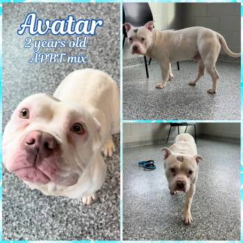 Pit Bull Terrier Dogs Available for Adoption - Avatar | PetCurious