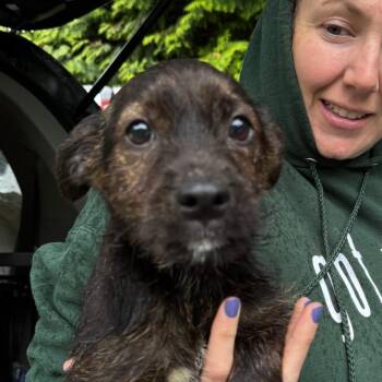 Schnauzer and Poodle Dogs Available for Adoption in Stormville, New York - NY Stewie Avail May 30 (Wabeeka Campground Copake NY) | PetCurious