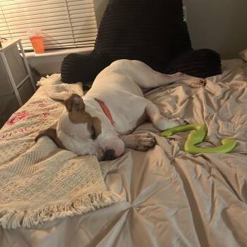 Pit Bull Terrier Dogs Available for Adoption - Baby Girl | PetCurious