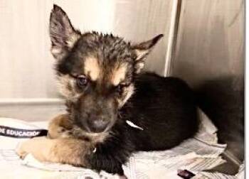 GIBSON -  German Shepherd Dog and Mixed Breed Dog for Adoption in Houston, Texas - GIBSON | PetCurious