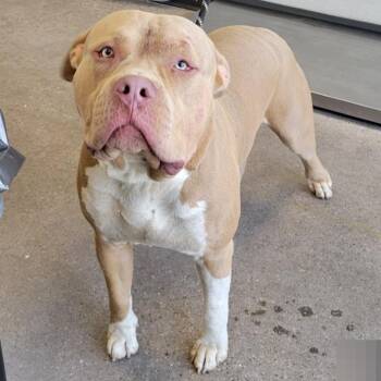 Pablo -  Mixed Breed Dog Available for Adoption in Las Cruces, New Mexico - Pablo | PetCurious
