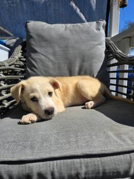 Rescue Labrador Retriever and Goldendoodle Dogs for Adoption in Haslet, Texas - Mr.Bob | PetCurious