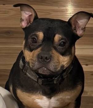 Rescue Mixed Breed Dogs for Adoption in New York, New York - Smoky Mountain | PetCurious