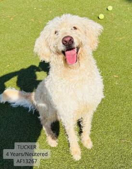 Tucker -  Poodle Dog for Adoption - Tucker | PetCurious