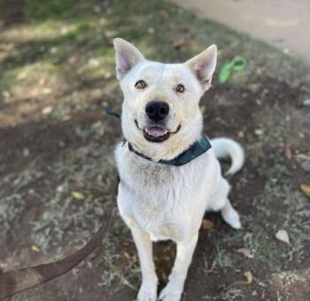 Rescue Shepherd Dogs for Adoption in Anza, California - Pookie Bear | PetCurious