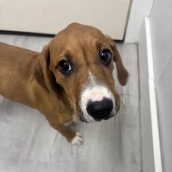 Redbone Coonhound and Mixed Breed Dogs Available for Adoption in Franklin, North Carolina - Dewey | PetCurious