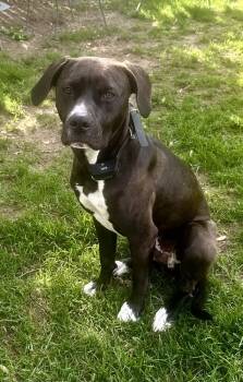 Rescue Pit Bull Terrier and Labrador Retriever Dogs for Adoption in Brewster, New York - AC - Bayou (Water Litter) | PetCurious
