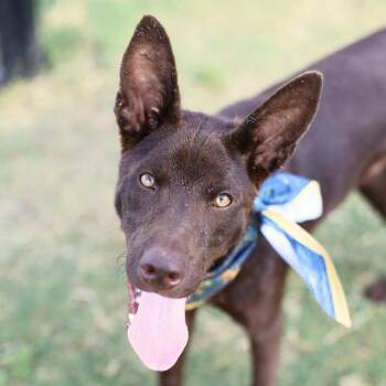 ROY -  Australian Kelpie and German Shepherd Dog Dog for Adoption in San Antonio, Texas - ROY | PetCurious