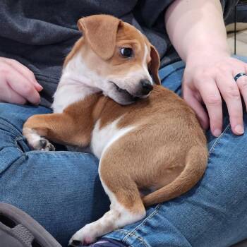 Pit Bull Terrier and Cattle Dog Dogs Available for Adoption - Esme | PetCurious