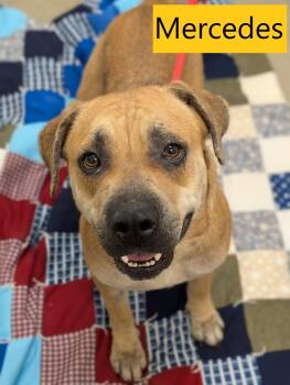 Mercedes -  Black Mouth Cur Dog for Adoption in Mount Vernon, Ohio - Mercedes | PetCurious