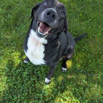 Bonzo -  Black Labrador Retriever Dog for Adoption in Valparaiso, Indiana - Bonzo | PetCurious
