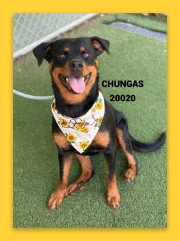 CHUNGAS -  Rottweiler and Mixed Breed Dog for Adoption in Marietta, Georgia - CHUNGAS | PetCurious