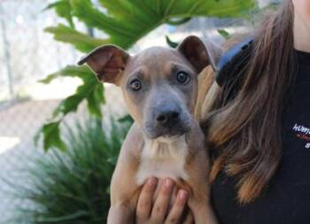 Honey -  Terrier and Mixed Breed Dog for Adoption in Brunswick, Georgia - Honey | PetCurious