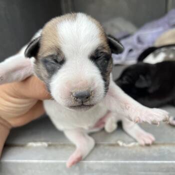 Shepherd and Mixed Breed Dogs Available for Adoption - Sheriden | PetCurious