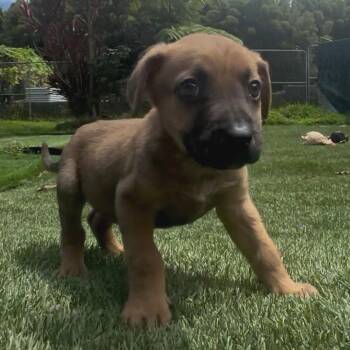 Brewery Litter: Ola -  Mixed Breed Dog for Adoption in Keaau, Hawaii - Brewery Litter: Ola | PetCurious