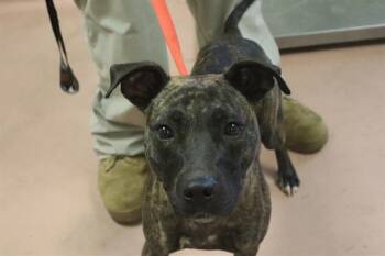 CHARLOTTE -  Mixed Breed Dog for Adoption in Columbia, South Carolina - CHARLOTTE | PetCurious
