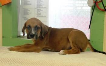 Oogie Boogie -  Labrador Retriever and Mixed Breed Dog for Adoption in Picayune, Mississippi - Oogie Boogie | PetCurious