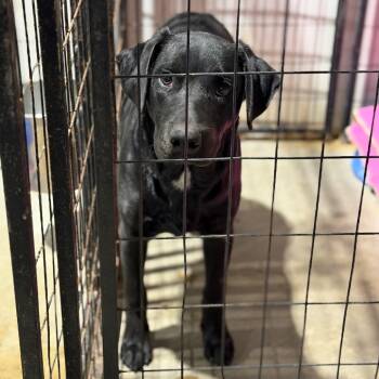 Rescue Labrador Retriever and Doberman Pinscher Dogs for Adoption in Fort Smith, Arkansas - Kringle | PetCurious