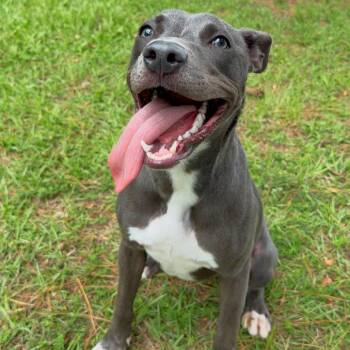 Misha -  Mixed Breed Dog for Adoption - Misha | PetCurious