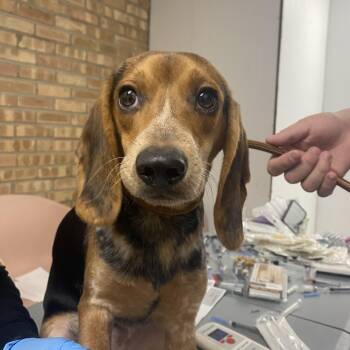 Rescue Beagle Dogs for Adoption in Northbrook, Illinois - Martini | PetCurious