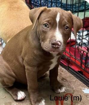 Louie (Seven Wonders 2026) -  Pit Bull Terrier and Mixed Breed Dog for Adoption - Louie (Seven Wonders 2026) | PetCurious