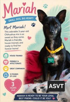 Mariah -  Chihuahua and Miniature Pinscher Dog for Adoption in Montgomery, Texas - Mariah | PetCurious