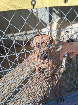 Pit Bull Terrier Dogs Available for Adoption - Thelma | PetCurious