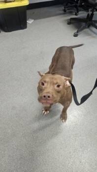 Mixed Breed Dogs Available for Adoption - Princeton | PetCurious