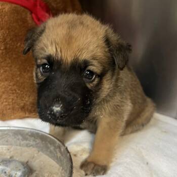 German Shepherd Dog Dogs Available for Adoption in Austin, Texas - Discovery | PetCurious