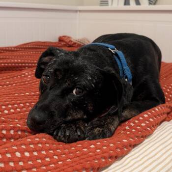 Mishka -  Mixed Breed Dog for Adoption in Oakville, Ontario - Mishka | PetCurious