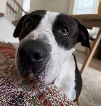 Martha Stu -  Mixed Breed Dog for Adoption in Shelburne, Vermont - Martha Stu | PetCurious