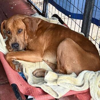 Rhodesian Ridgeback and Mixed Breed Dogs Available for Adoption - Marshall | PetCurious