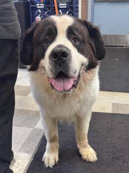 REX -  Saint Bernard Dog for Adoption in Kent, Washington - REX | PetCurious