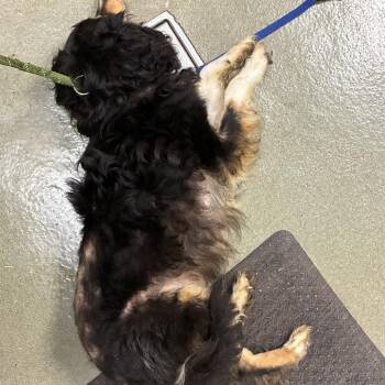 Opal -  Australian Shepherd Dog for Adoption in Harrisonburg, Virginia - Opal | PetCurious