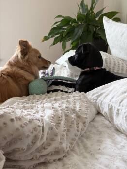 Paige -  Terrier and Pug Dog for Adoption in Bothell, Washington - Paige | PetCurious