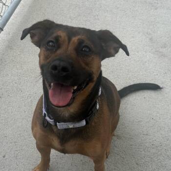 Baby Girl -  Mixed Breed Dog for Adoption in Uniontown, Pennsylvania - Baby Girl | PetCurious
