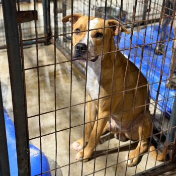 Ollie -  Pit Bull Terrier and Mixed Breed Dog for Adoption in Fort Smith, Arkansas - Ollie | PetCurious