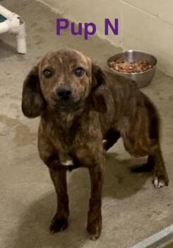 Mixed Breed Dogs Available for Adoption - Pup N | PetCurious