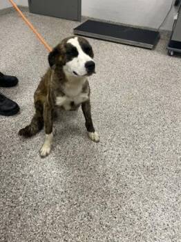 Australian Shepherd and Mixed Breed Dogs Available for Adoption in Gastonia, North Carolina - Pedro | PetCurious