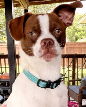 Mr. Franklin -  Jack Russell Terrier Dog for Adoption in Austin, Texas - Mr. Franklin | PetCurious