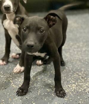 Rescue Pit Bull Terrier and Mixed Breed Dogs for Adoption in Brewster, New York - Hope (Nelson Litter) | PetCurious