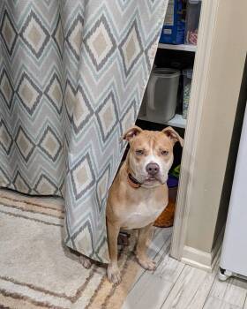 American Bulldog Dogs Available for Adoption in Herndon, Virginia - Tank | PetCurious