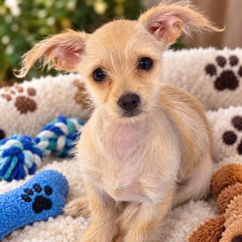 Fawn -  Terrier Dog for Adoption in Antioch, California - Fawn | PetCurious