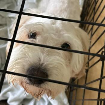 Copperfield -  Mixed Breed Dog for Adoption in Leander, Texas - Copperfield | PetCurious