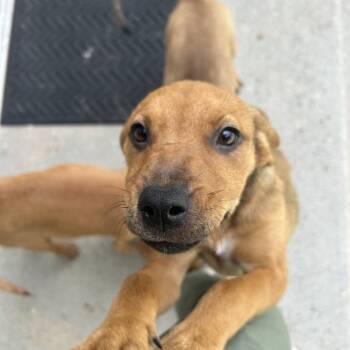 South -  Mixed Breed Dog for Adoption in Bedford, New Hampshire - South | PetCurious