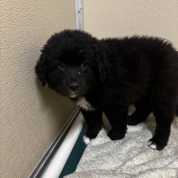 Andes -  Border Collie Dog Available for Adoption in Mineral Point, Wisconsin - Andes | PetCurious